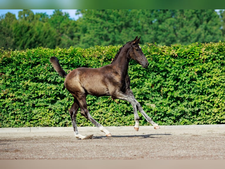 Schwedisches Warmblut Hengst 1 Jahr 170 cm Dunkelbrauner in Strängnäs