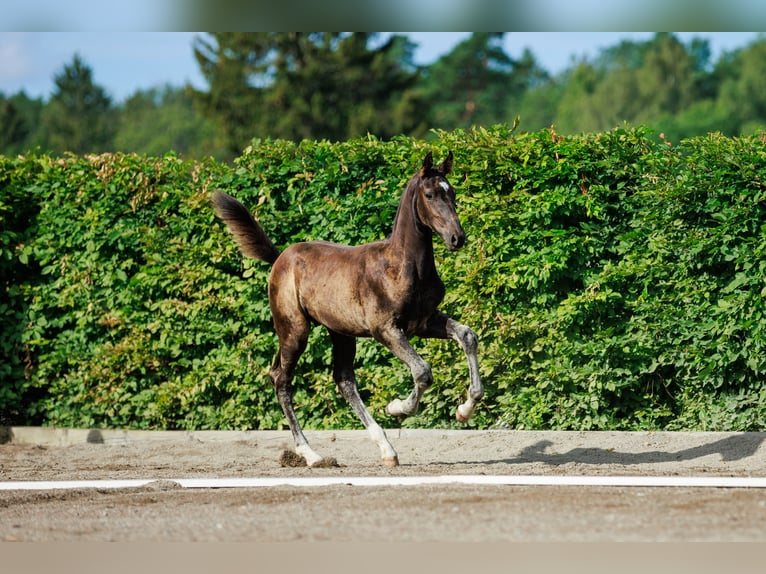 Schwedisches Warmblut Hengst 1 Jahr 170 cm Dunkelbrauner in Strängnäs