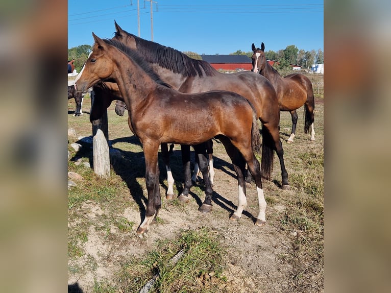 Schwedisches Warmblut Hengst 1 Jahr 170 cm Dunkelbrauner in Västerås