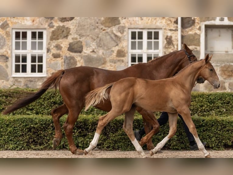 Schwedisches Warmblut Hengst 1 Jahr 172 cm Rotfuchs in Tollarp