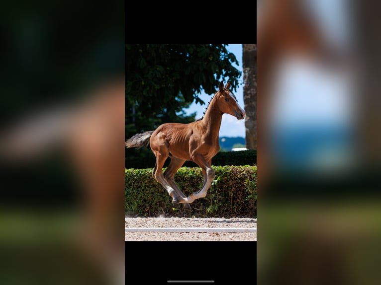 Schwedisches Warmblut Hengst 1 Jahr Rotbrauner in Uttran