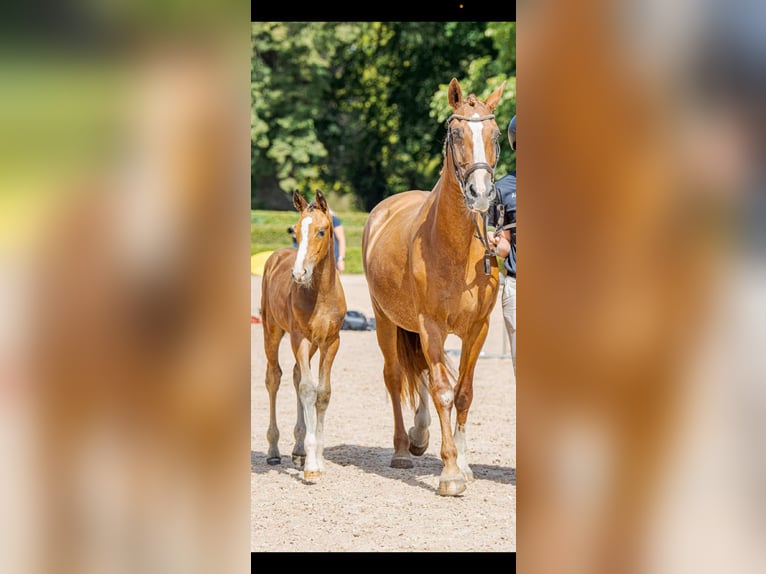 Schwedisches Warmblut Hengst 1 Jahr Rotbrauner in Uttran