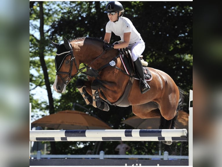 Schwedisches Warmblut Hengst 1 Jahr Rotbrauner in Västerås