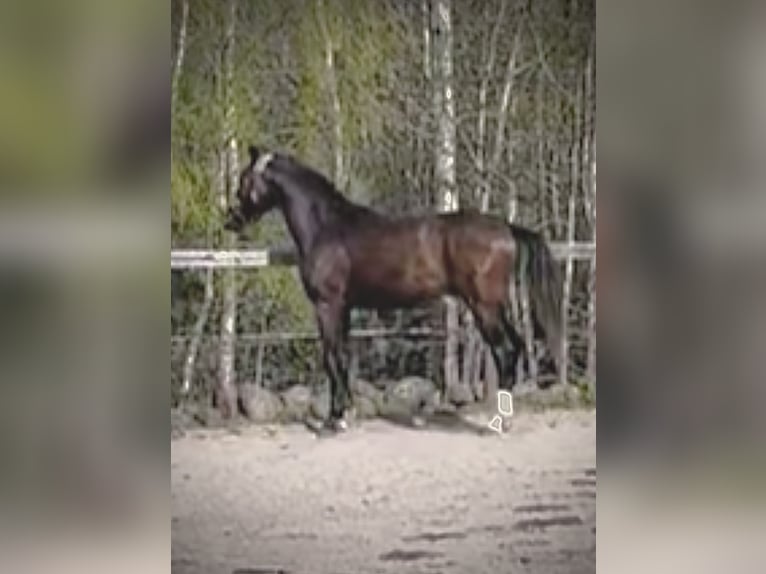 Schwedisches Warmblut Hengst 2 Jahre 164 cm Dunkelbrauner in Ljungbyholm, Kalmar