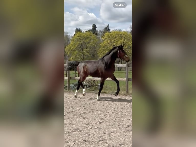 Schwedisches Warmblut Hengst 2 Jahre 164 cm Dunkelbrauner in Ljungbyholm, Kalmar