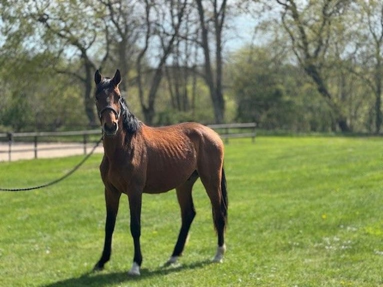 Schwedisches Warmblut Hengst 2 Jahre 167 cm Brauner in Sjöbo