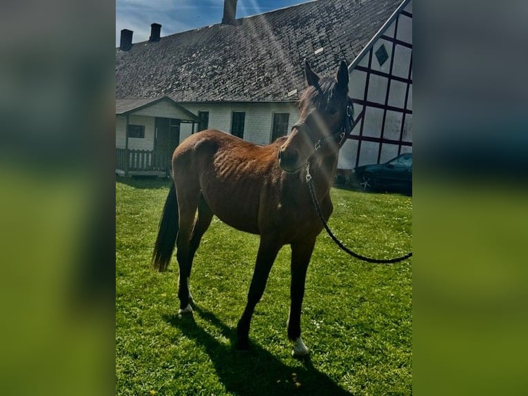 Schwedisches Warmblut Hengst 2 Jahre 167 cm Brauner in Sjöbo