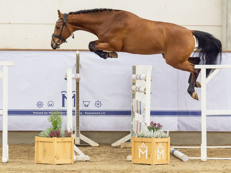 Schwedisches Warmblut Hengst 3 Jahre 161 cm Brauner in Redefin