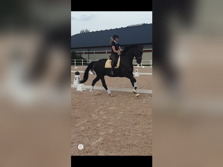 Schwedisches Warmblut Hengst 8 Jahre 172 cm Grullo in Skövde