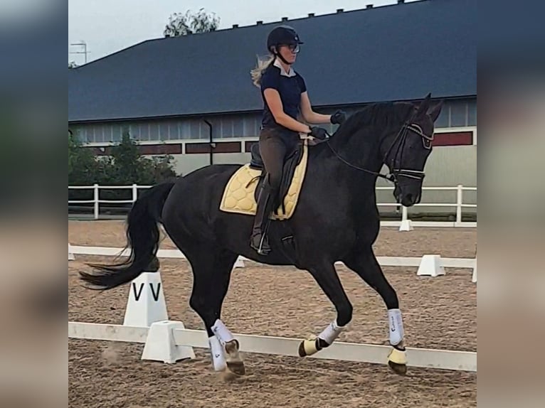 Schwedisches Warmblut Hengst 8 Jahre 172 cm Grullo in Skövde