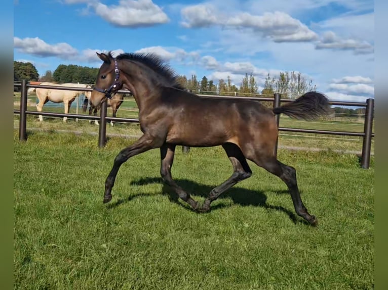 Schwedisches Warmblut Hengst  168 cm Brauner in Istorp