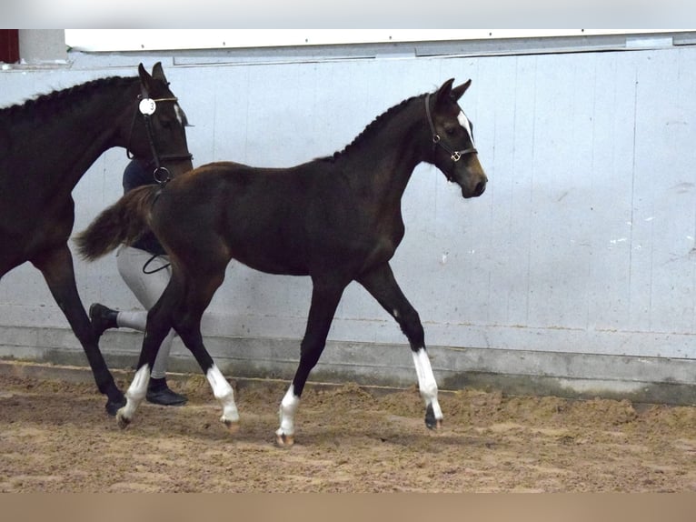 Schwedisches Warmblut Hengst Fohlen (05/2026) 170 cm Dunkelbrauner in Svalöv