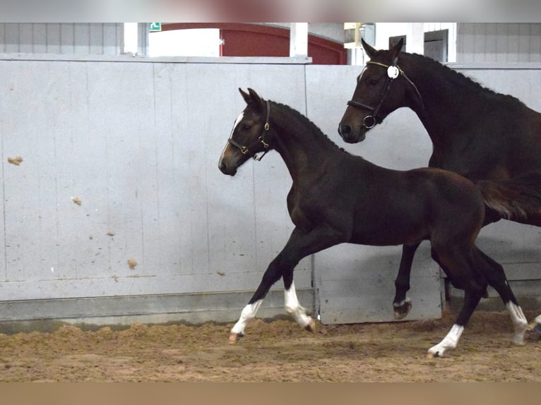 Schwedisches Warmblut Hengst Fohlen (05/2026) 170 cm Dunkelbrauner in Svalöv