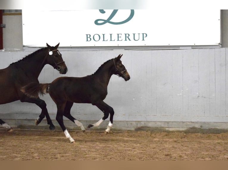 Schwedisches Warmblut Hengst Fohlen (05/2026) 170 cm Dunkelbrauner in Svalöv