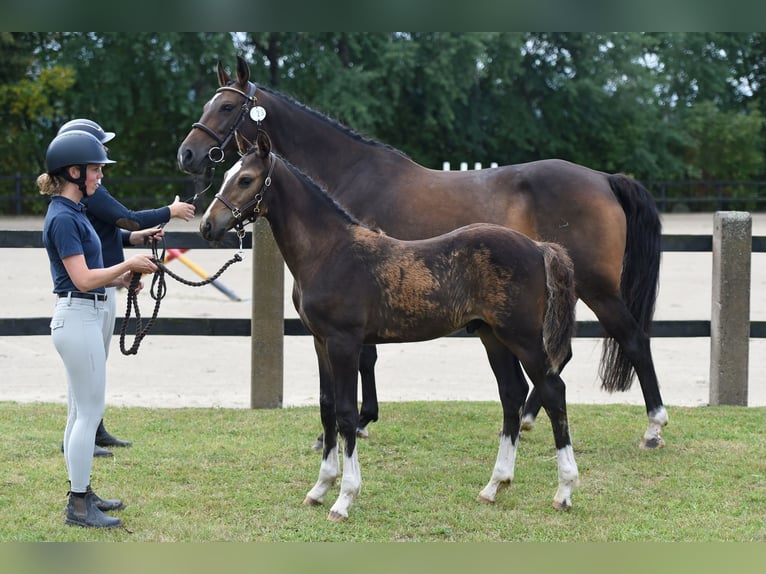 Schwedisches Warmblut Hengst Fohlen (05/2026) 170 cm Dunkelbrauner in Svalöv