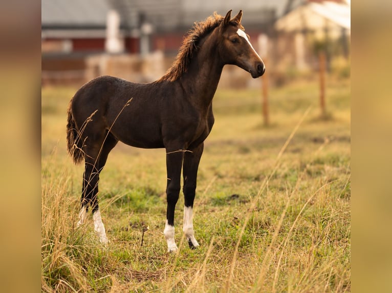 Schwedisches Warmblut Hengst Fohlen (05/2026) 170 cm Dunkelbrauner in Svalöv