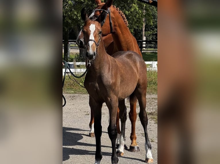 Schwedisches Warmblut Hengst Fohlen (04/2025) 170 cm Schimmel in Uppsala Schwedisches Warmblut Hengst Fohlen (04/2025) 170 cm Schimmel in Uppsala