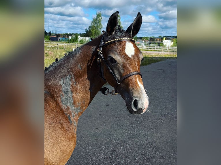 Schwedisches Warmblut Hengst Fohlen (05/2024) Apfelschimmel in Västerås