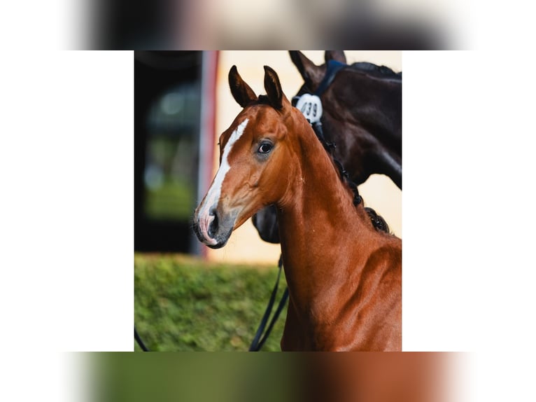 Schwedisches Warmblut Hengst Fohlen (04/2026) Brauner in Flyinge