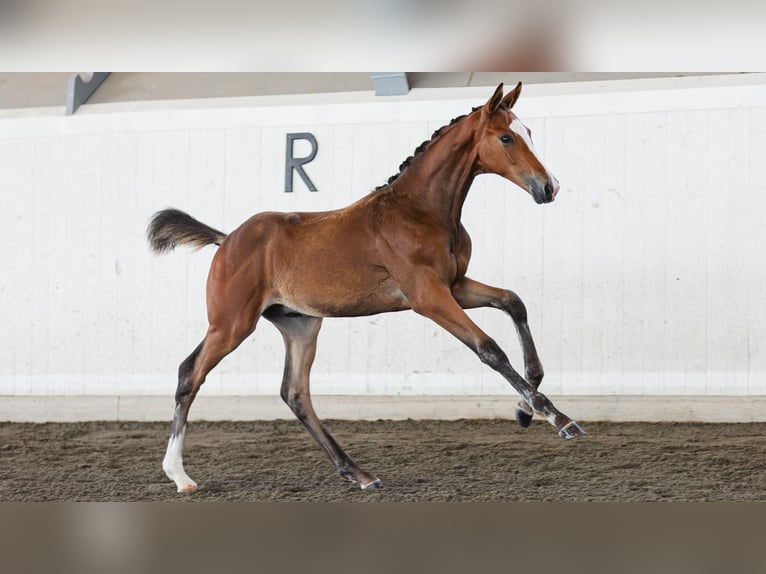 Schwedisches Warmblut Hengst Fohlen (04/2026) Brauner in Flyinge