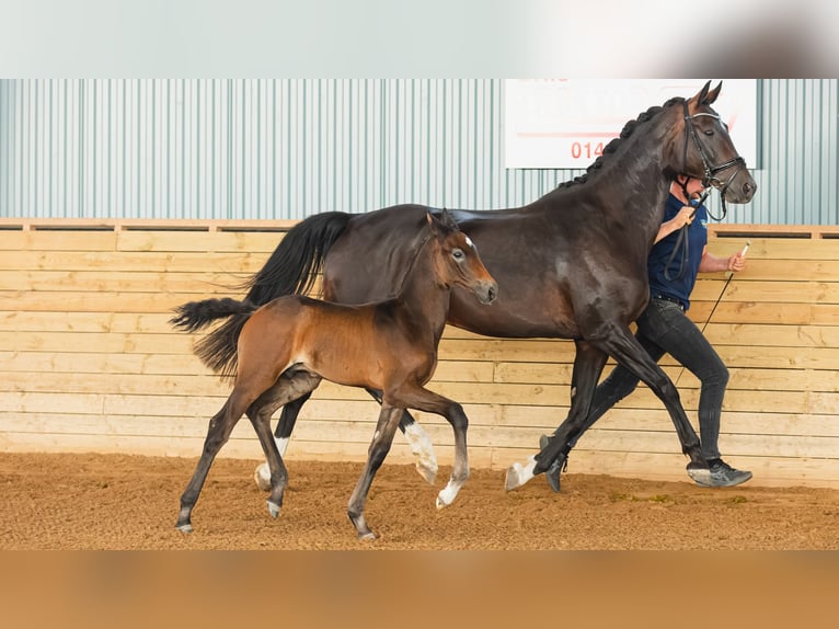 Schwedisches Warmblut Hengst Fohlen (07/2026) Brauner in Flyinge