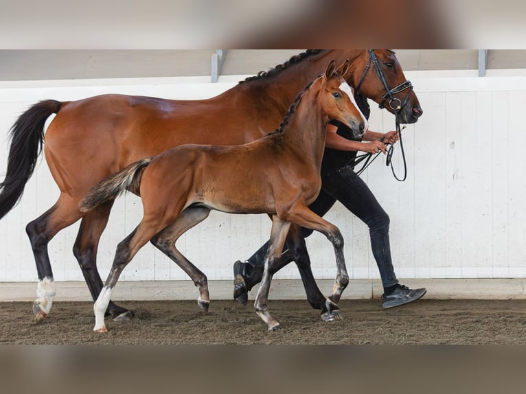 Schwedisches Warmblut Hengst Fohlen (04/2026) Brauner in Flyinge