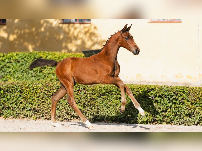 Schwedisches Warmblut Hengst Fohlen (05/2026) Brauner in Flyinge