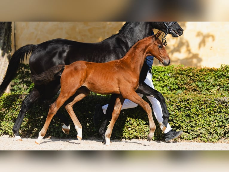 Schwedisches Warmblut Hengst Fohlen (05/2026) Brauner in Flyinge