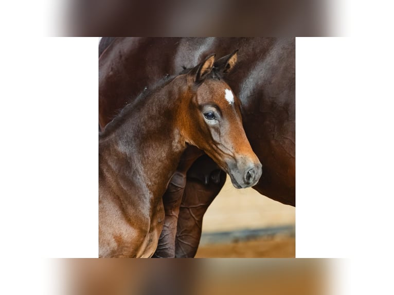 Schwedisches Warmblut Hengst Fohlen (07/2026) Brauner in Flyinge