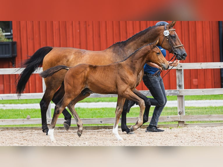 Schwedisches Warmblut Hengst Fohlen (05/2026) Brauner in Flyinge