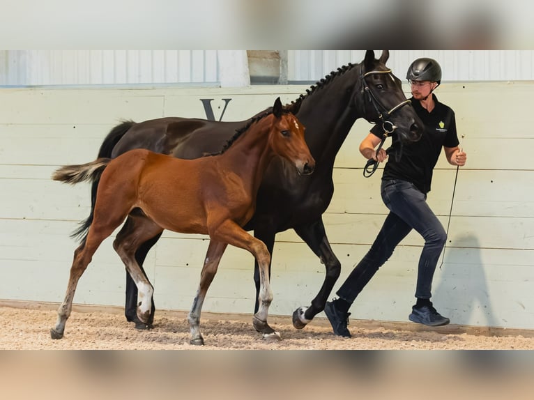 Schwedisches Warmblut Hengst Fohlen (05/2026) Brauner in Flyinge