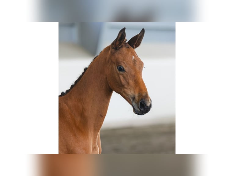 Schwedisches Warmblut Hengst Fohlen (05/2026) Brauner in Flyinge