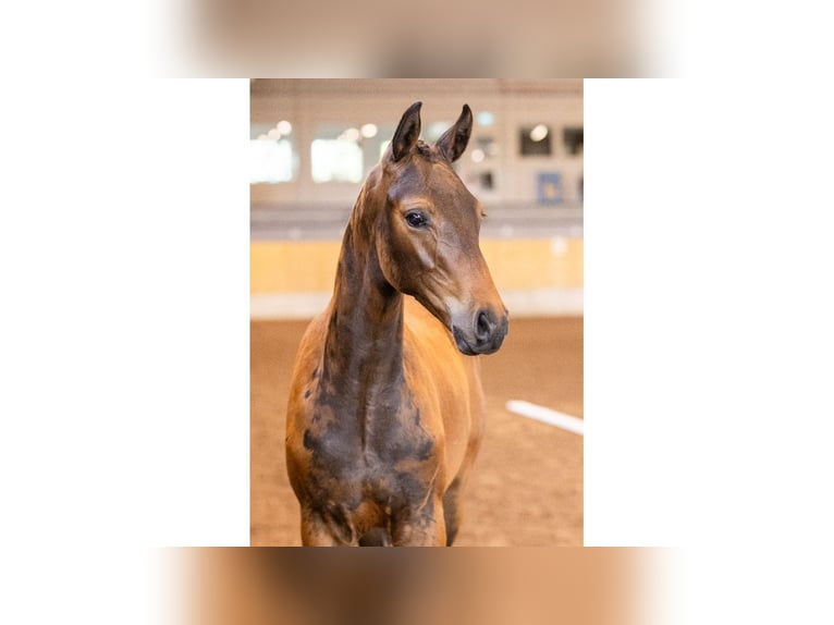 Schwedisches Warmblut Hengst Fohlen (05/2025) Brauner in Flyinge