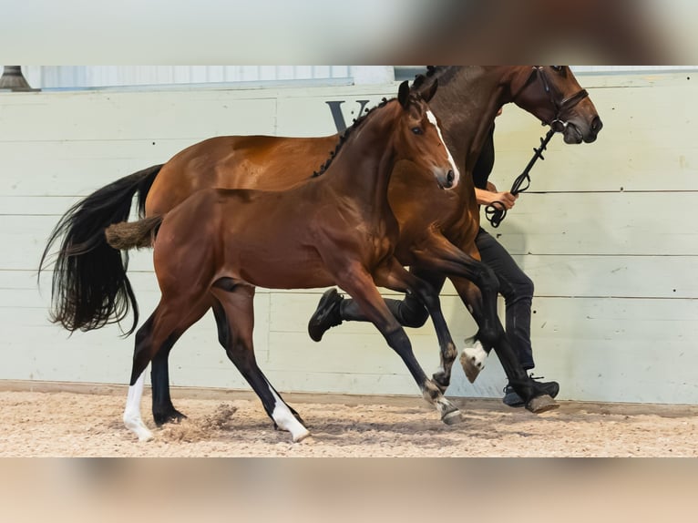 Schwedisches Warmblut Hengst Fohlen (04/2026) Brauner in Flyinge
