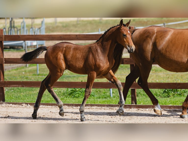 Schwedisches Warmblut Hengst Fohlen (05/2026) Brauner in Flyinge
