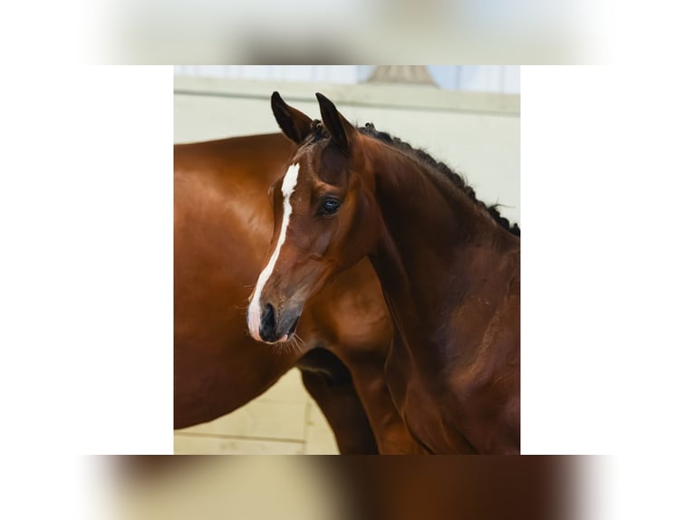Schwedisches Warmblut Hengst Fohlen (04/2026) Brauner in Flyinge