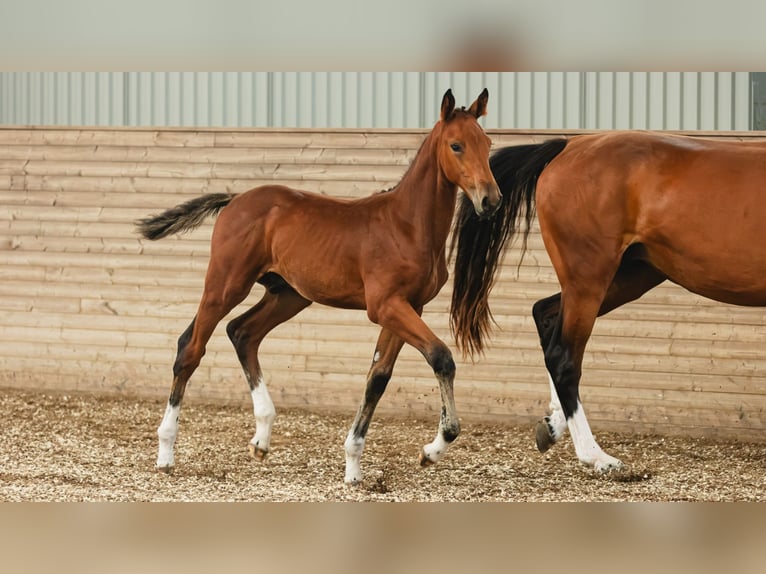 Schwedisches Warmblut Hengst Fohlen (05/2026) Brauner in Flyinge