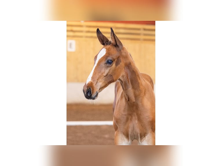 Schwedisches Warmblut Hengst Fohlen (05/2025) Brauner in Flyinge