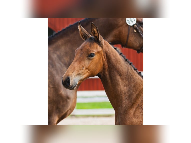 Schwedisches Warmblut Hengst Fohlen (05/2026) Brauner in Flyinge