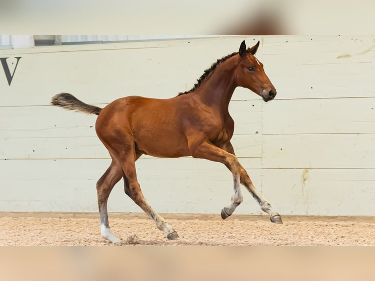 Schwedisches Warmblut Hengst Fohlen (05/2026) Brauner in Flyinge