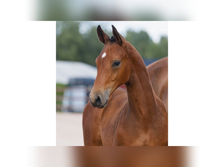 Schwedisches Warmblut Hengst Fohlen (05/2026) Brauner in Flyinge