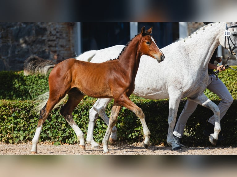 Schwedisches Warmblut Hengst Fohlen (05/2026) Brauner in Flyinge