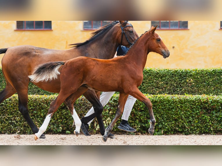 Schwedisches Warmblut Hengst Fohlen (04/2026) Brauner in Flyinge