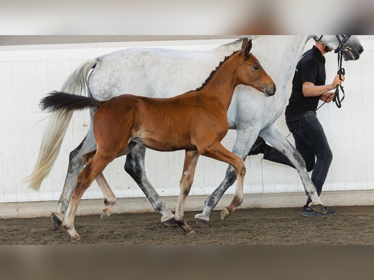 Schwedisches Warmblut Hengst Fohlen (05/2026) Brauner in Flyinge