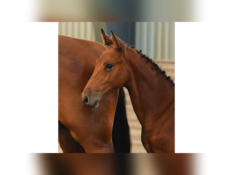 Schwedisches Warmblut Hengst Fohlen (05/2026) Brauner in Flyinge