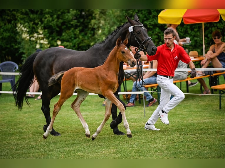 Schwedisches Warmblut Hengst Fohlen (05/2024) Brauner in Windlach