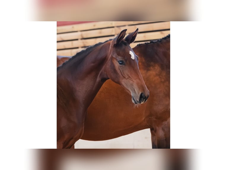 Schwedisches Warmblut Hengst Fohlen (04/2026) Dunkelbrauner in Flyinge