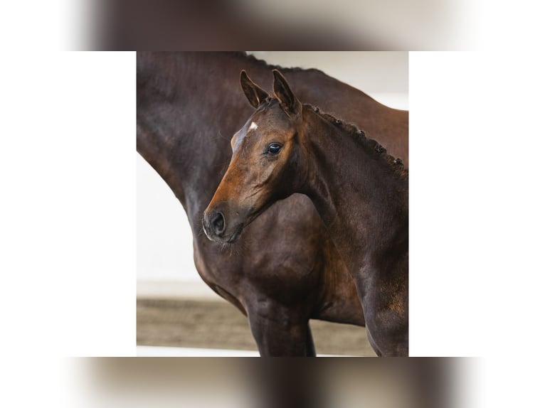 Schwedisches Warmblut Hengst Fohlen (05/2026) Dunkelbrauner in Flyinge