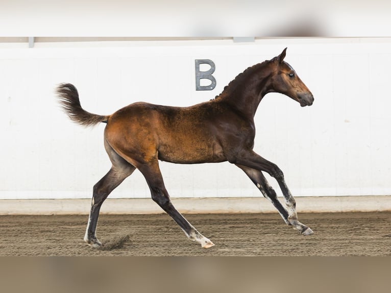 Schwedisches Warmblut Hengst Fohlen (05/2026) Dunkelbrauner in Flyinge