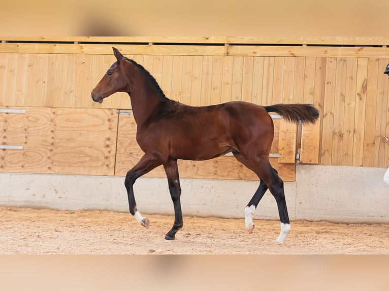 Schwedisches Warmblut Hengst Fohlen (04/2026) Dunkelbrauner in Flyinge